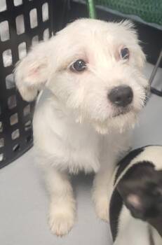 Terrier and Chihuahua Dogs Available for Adoption in Lawrenceville, Georgia - Pen 222 Hermione | PetCurious