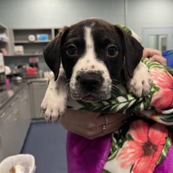 Kennedy -  Labrador Retriever and Mixed Breed Dog for Adoption in Greensboro, North Carolina - Kennedy | PetCurious