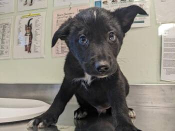 MISS FAME* -  German Shepherd Dog and Siberian Husky Dog for Adoption in Santa Cruz, California - MISS FAME* | PetCurious