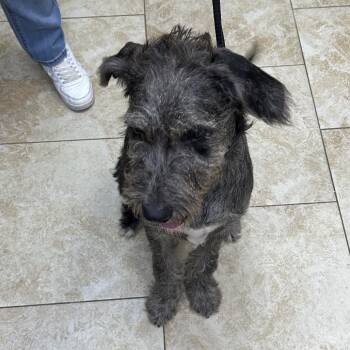 Finn -  Irish Wolfhound Dog for Adoption in Galveston, Texas - Finn | PetCurious