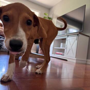 Elvis -  Beagle and Mixed Breed Dog for Adoption in Campton Hills, Illinois - Elvis | PetCurious