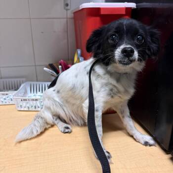 IVHS-Stray-143546 -  Chihuahua and Papillon Dog for Adoption in San Gabriel, California - IVHS-Stray-143546 | PetCurious