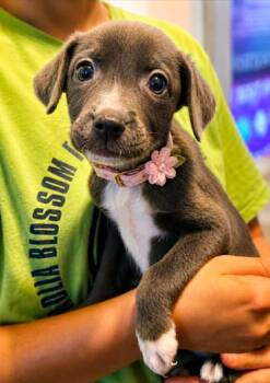 Cuffed Crusader -  Labrador Retriever and Terrier Dog for Adoption in El Dorado, Arkansas - Cuffed Crusader | PetCurious