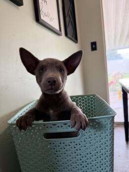 Chuckie Finster -  Labrador Retriever and Pit Bull Terrier Dog for Adoption in Salt Lake City, Utah - Chuckie Finster | PetCurious