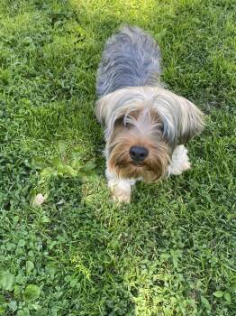 Yorkshire Terrier Dogs Available for Adoption in Barnhart, Missouri - Winston | PetCurious