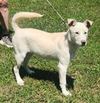 Sofia -  Labrador Retriever and Mixed Breed Dog for Adoption in Morristown, New Jersey - Sofia | PetCurious