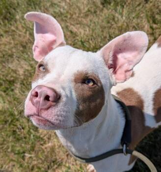 Terry -  Terrier Dog for Adoption in Defiance, Ohio - Terry | PetCurious