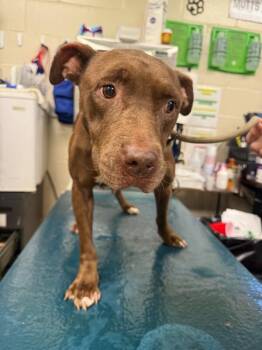 LAVERN -  American Bulldog Dog for Adoption in Mobile, Alabama - LAVERN | PetCurious