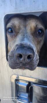 American Staffordshire Terrier Dogs Available for Adoption - CHESTER | PetCurious