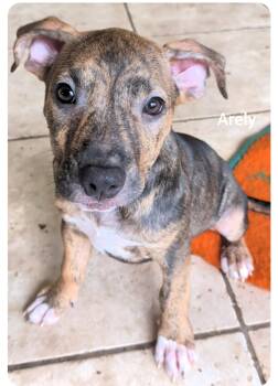 Rescue Boxer Dogs for Adoption in Orlando, Florida - Arely ( Come Meet Us 10/26 @ Lake Eola) | PetCurious