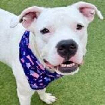 Ice -  American Staffordshire Terrier Dog for Adoption in St. Petersburg, Florida - Ice | PetCurious