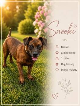 Snookie -  Mixed Breed Dog for Adoption in Ashland, Kentucky - Snookie | PetCurious