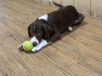 Rescue Collie Dogs for Adoption in Pilot Point, Texas - Sheldon | PetCurious