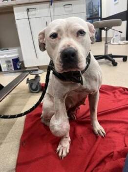 Rose -  Mixed Breed Dog for Adoption in Atlanta, Georgia - Rose | PetCurious