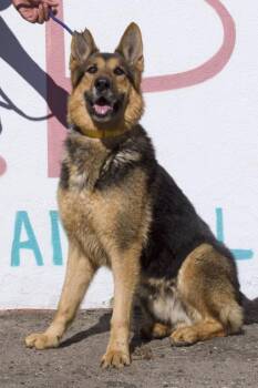 German Shepherd Dog and Mixed Breed Dogs Available for Adoption - McGee | PetCurious