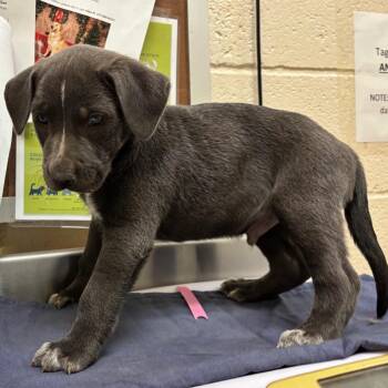 Waffle -  Mixed Breed Dog for Adoption in Memphis, Tennessee - Waffle | PetCurious