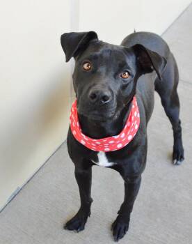 Pit Bull Terrier Dogs Available for Adoption in Mckinney, Texas - Waffle | PetCurious