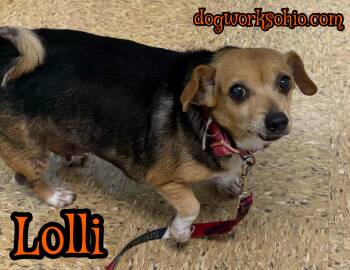 Chihuahua and Beagle Dogs Available for Adoption in Toledo, Ohio - Lolli | PetCurious