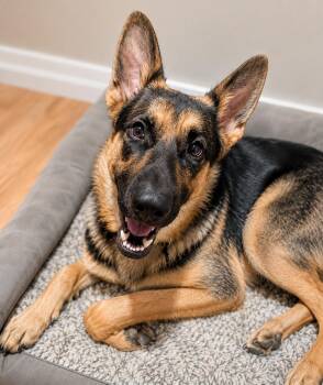 Neeko -  German Shepherd Dog Dog for Adoption in Chesterfield, Missouri - Neeko | PetCurious