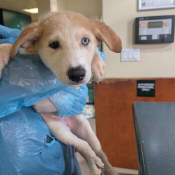 Green Goblin -  Shepherd and Husky Dog for Adoption in Pasadena, California - Green Goblin | PetCurious