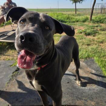 Smokey -  Mixed Breed Dog for Adoption in Midland, Texas - Smokey | PetCurious