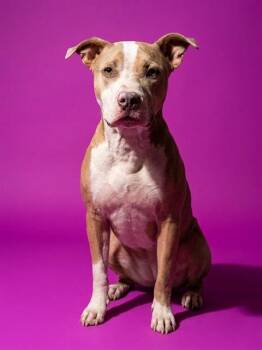 POOKIE -  Mixed Breed Dog for Adoption in Jacksonville, Florida - POOKIE | PetCurious