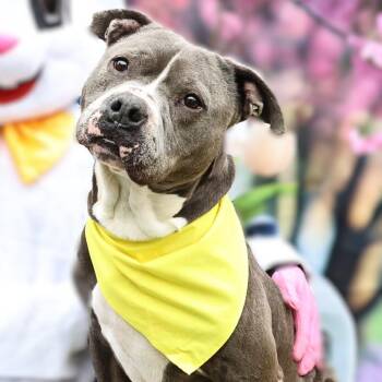 Bubba Gump JuM -  Staffordshire Bull Terrier Dog for Adoption in Austin, Texas - Bubba Gump JuM | PetCurious