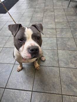 Eeyore -  Terrier Dog for Adoption in Hillside, Illinois - Eeyore | PetCurious