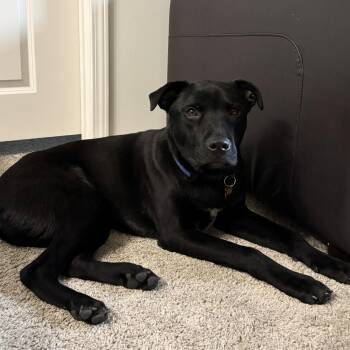Black Labrador Retriever Dogs Available for Adoption in Columbia, South Carolina - Carne Asada | PetCurious