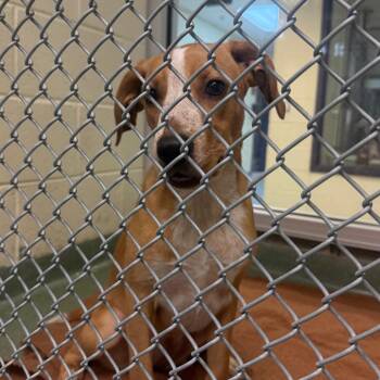 Delilah -  Beagle and Mixed Breed Dog for Adoption in Charlottesville, Virginia - Delilah | PetCurious