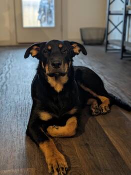 Rescue German Shepherd Dog Dogs for Adoption in Pflugerville, Texas - Zella | PetCurious