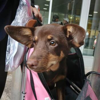 Chihuahua Dogs Available for Adoption - Reece | PetCurious