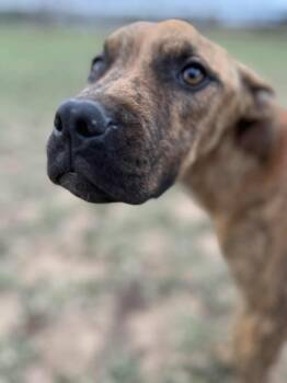 Rescue Boxer Dogs for Adoption in Valley Park, Oklahoma - Hank | PetCurious