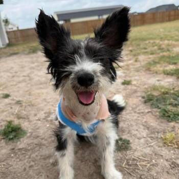Brie Anne -  Border Collie and Terrier Dog for Adoption in Houston, Texas - Brie Anne | PetCurious