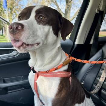 Staffordshire Bull Terrier and Mixed Breed Dogs Available for Adoption in Bristol, Indiana - Coral | PetCurious