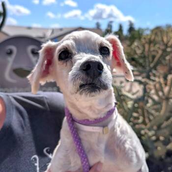 Lucky Rios -  Poodle Dog for Adoption in Ramona, California - Lucky Rios | PetCurious