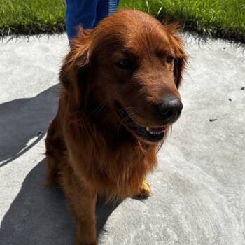 Golden Retriever Dogs Available for Adoption in Idaho Falls, Idaho - BC-Stray (Flannery) | PetCurious