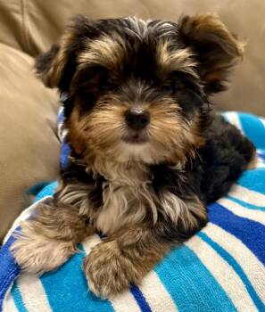 Hypoallergenic Yorkie Tini Puppy -  Yorkshire Terrier Dog for Adoption in Boca Raton, Florida - Hypoallergenic Yorkie Tini Puppy | PetCurious