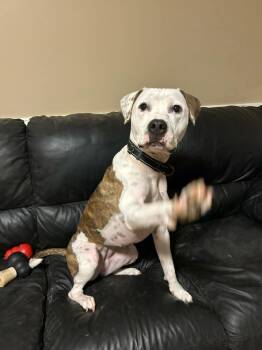 Rescue Pit Bull Terrier Dogs for Adoption in Youngsville, North Carolina - Cookie | PetCurious