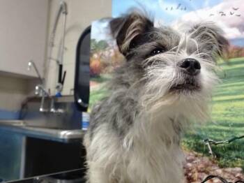 MUSICA -  Terrier and Mixed Breed Dog for Adoption in Moreno Valley, California - MUSICA | PetCurious