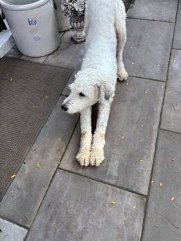 Max -  Standard Poodle Dog for Adoption in Wheaton, Illinois - Max | PetCurious