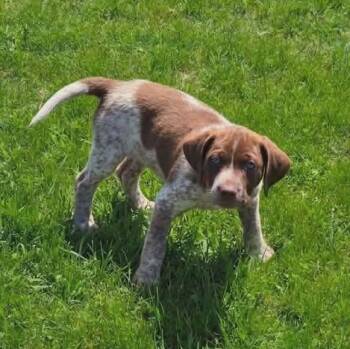 Labrador Retriever and Australian Cattle Dog Blue Heeler Dogs Available for Adoption in Holiday Hills, Illinois - Torrid | PetCurious