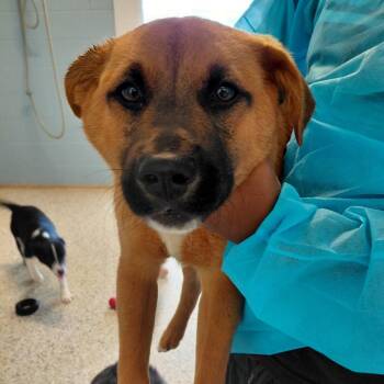 Mixed Breed Dogs Available for Adoption in Loxahatchee Groves, Florida - COOPER  7190 | PetCurious