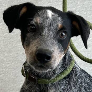 Tara -  Mixed Breed Dog for Adoption in Las Cruces, New Mexico - Tara | PetCurious