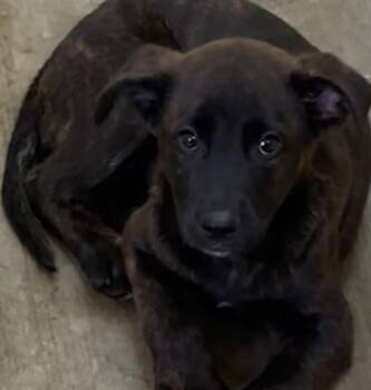JUNO -  German Shepherd Dog Dog for Adoption in Elizabethton, Tennessee - JUNO | PetCurious