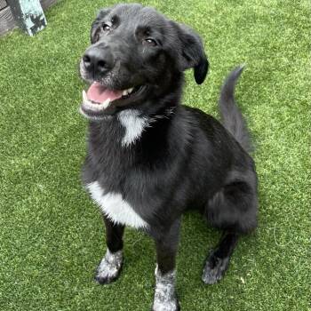 Wayne 8426 -  Mixed Breed Dog for Adoption in Loxahatchee Groves, Florida - Wayne 8426 | PetCurious