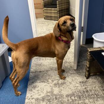 Redbone Coonhound Dogs Available for Adoption - Willow | PetCurious