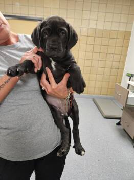 Cane Corso and Black Labrador Retriever Dogs Available for Adoption in Greenfield, Indiana - Anne | PetCurious