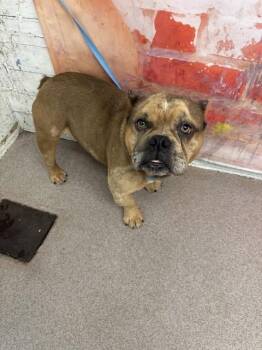 CASH -  American Bulldog and Pit Bull Terrier Dog for Adoption in San Bernardino, California - CASH | PetCurious