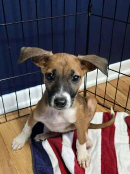 Hazel -  Spaniel and Cattle Dog Dog for Adoption in Willingboro, New Jersey - Hazel | PetCurious